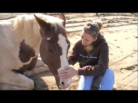Horses & Reiki : Reiki  : Video