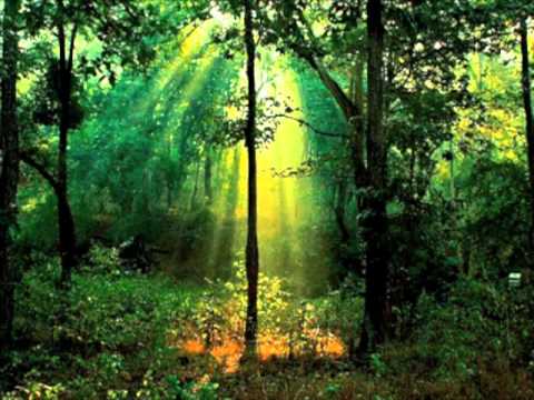 Instrumental Music, Relaxing Music, Meditation Music, Sleep Music (Rainforest Extended Version) : Meditation Music  : Video