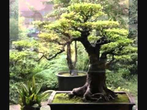 Japanese Garden Meditation : Meditation Music  : Video