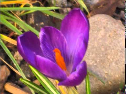 Merlin’s magic – The heart of Reiki – The beginning of Spring is here! Music 10:15-26:47 : Reiki  : Video