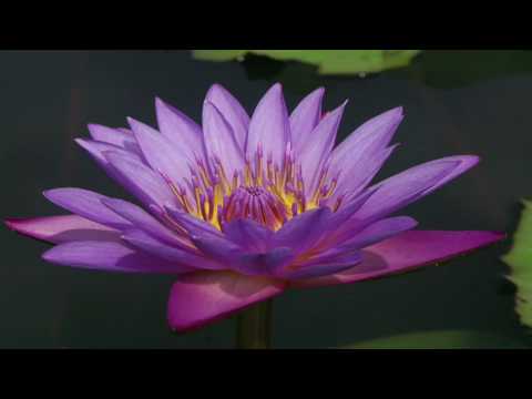 Padma Meditation Breathing 1 (audio only) : Meditation Breathing  : Video