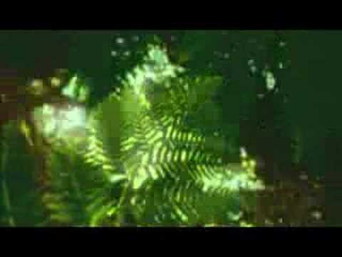 Rain Forest – Ambient New Age Reiki Music Video -By Equinox : Reiki  : Video
