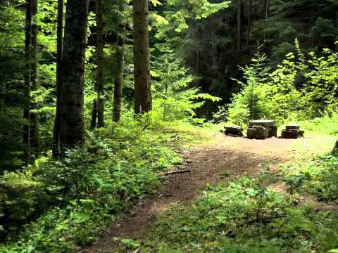 Video : RELAX: Relaxing Music, Meditation Music, Sleep Music (Forest Clearing)