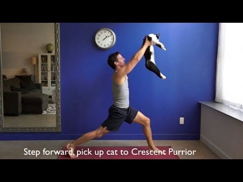 Video : Yoga with Cats